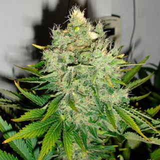 10140 - Pepper Jack Haze   5 u. fem. Black Skull Seeds