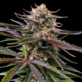 27706 - Permanent Gas Triploid   5 u. fem Triploid Seeds