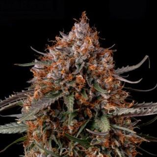 24221 - Permanent Marker fem. 25 u. Seedstockers Superior