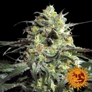 6204 - Peyote Cookies  3 u. fem. Barney's