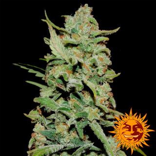 6677 - Peyote Critical  1 u. fem. Barney's