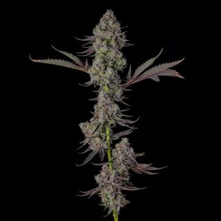 27193 - Philbo Baggins : Deadhead OG x Eye Candy - 3 u. Fem Compound Genetics