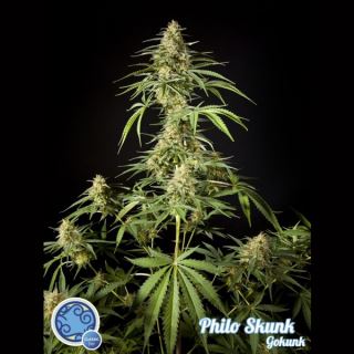 6702 - Philo Skunk 1 u fem Philosopher