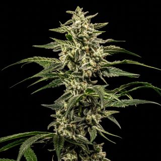 27783 - Piña Colada  5 u. fem World Breeders