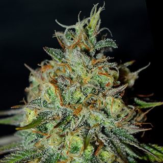 Picante 5u. G13 Labs