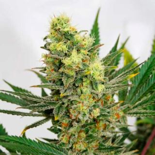 Pineapple Amnesia  1 u. fem. Garden of Green Seeds