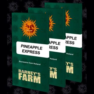 17498 - Pineapple Express  10 u. fem. Barney's