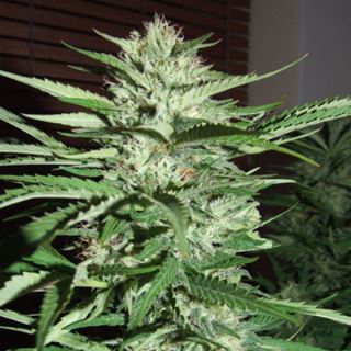 15731 - Pineapple Express 5u. G13 Labs