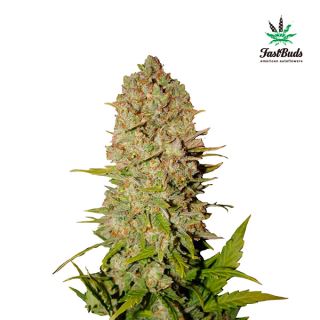 6360 - Pineapple Express Auto  1 u. fem. FastBuds Seeds