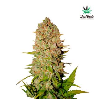 9112 - Pineapple Express Auto  5 u. fem. FastBuds Seeds