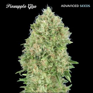 9384 - Pineapple Glue   1 u. fem. Advanced Seeds