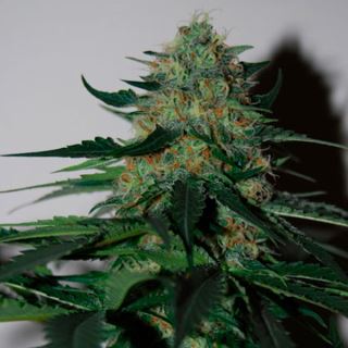 10142 - Pineapple Gum   3 u. fem. Black Skull Seeds