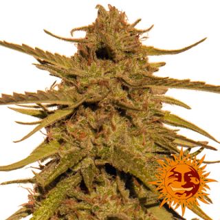 7297 - Pineapple Haze 10 u. reg. Barney's