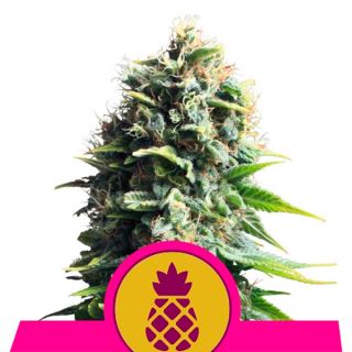 Pineapple Kush  1 u. fem. Royal Queen