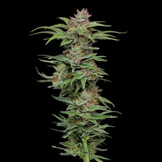 24944 - Pineapple Muffin 3 u. fem Humbold Seeds Company