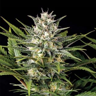 Pineapple Skunk  5 ud Humboldt Seed Organization