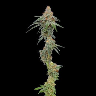 24946 - Pineapple Upside Down Cake 3 u. fem Humbold Seeds Company