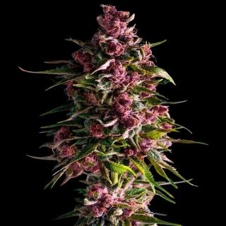 24123 - Pink Empire 10 u. fem Empire Seeds