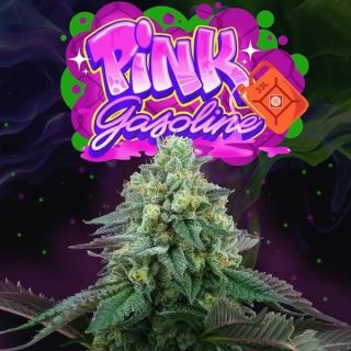 Pink Gasoline 6 u. fem Perfect Tree