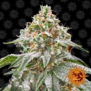 8286 - Pink Kush  1 u. fem. Barney's