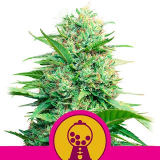 Pink Runtz  3 u. fem. Royal Queen