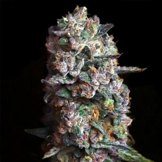 20975 - Pink Slurpee 3 ud. fem Elev8 Seeds