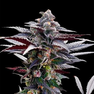 17610 - Pink Sunset  "by Sherbinskis"  5 ud Silent Seeds