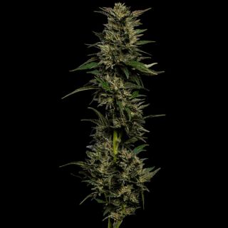 24948 - Pistachio 3 u. fem Humbold Seeds Company