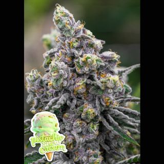 26653 - Pistachio Snow Cream  3 u. fem Anesia