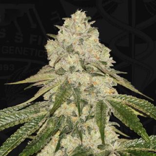 16353 - Pisthash  2 u. fem. 710 Limited Pack T.H. Seeds.