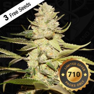 Planet Lemon  5 u. fem. 710 Limited Pack T.H. Seeds