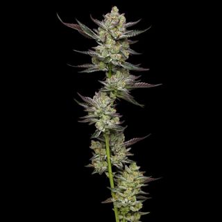 24952 - Poddy Mouth 3 u. fem Humbold Seeds Company