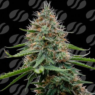 Poison Cookies Limited Editon 10 u. fem. Original Sensible