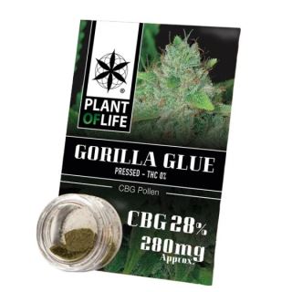 17746 - Polen CBG 28% Gorilla Glue Plant of Life