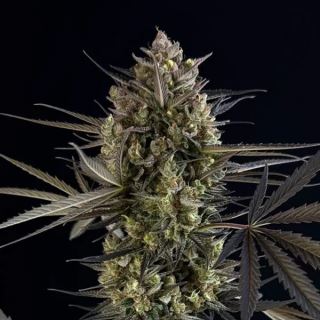 21068 - Pound Cake Auto  1 u. fem. FastBuds Seeds