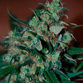 10145 - Power Bud   3 u. fem. Black Skull Seeds