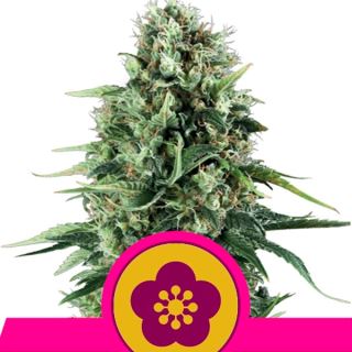 Power Flower  3 u. fem. Royal Queen