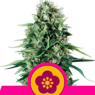 PFRQ - Power Flower  5 u. fem. Royal Queen