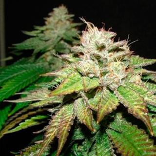 10927 - Pre-98 Bubba BX2 6 u. fem. The Cali Connection