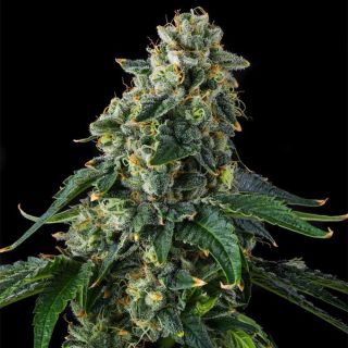 27196 - Presidential Pardon : JFK x Eye Candy -  7 u. Fem Compound Genetics