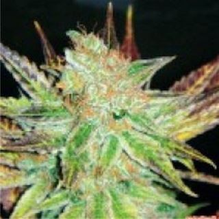 3843 - Prozac  5 u. fem. Medical Seeds