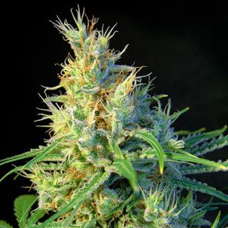 Psicodelicia   3+1 uds fem. Sweet Seeds