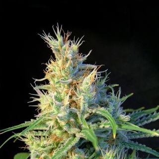 Psicodelicia  25 u. fem. Granel Profesionales Sweet Seeds