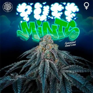 26172 - Puff Mints 3+1 u. fem Perfect Tree