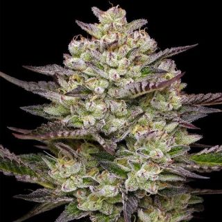 26785 - Puff Pastry  3 u. fem Humboldt Seeds Company