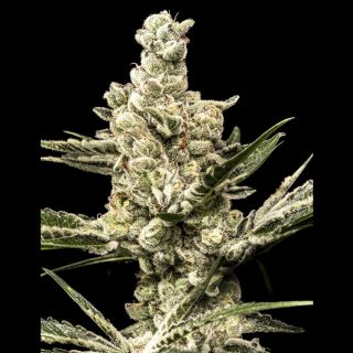27785 - Pulpa de Naranja  5 u. fem World Breeders