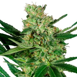 Pumpkin Spice  5 u. fem. Sensi Seeds Research