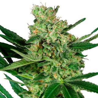 16008 - Pumpkin Spice 1 u. fem. Sensi Seeds Research