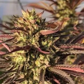 27184 - Punch & Cookies 6 u. fem Mamiko Seeds