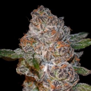 Punch Drunk Ape 3 ud. fem Elev8 Seeds